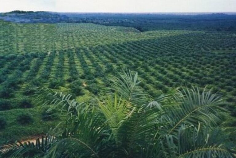 Membangun Sinergi: Peran Pengelola Kehutanan dan Perkebunan di Desa Sungai Keranji, Kuantan Singingi